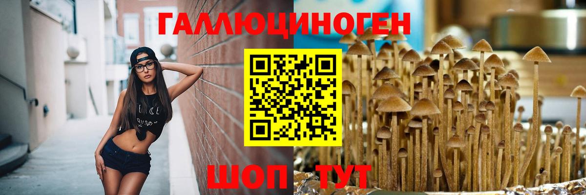 Галлюциногенные грибы Cubensis Нововоронеж